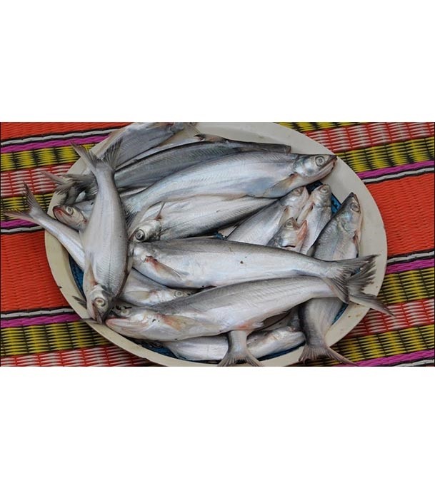 Bacha Fish 5-8 pcs/kg (বাচা মাছ)