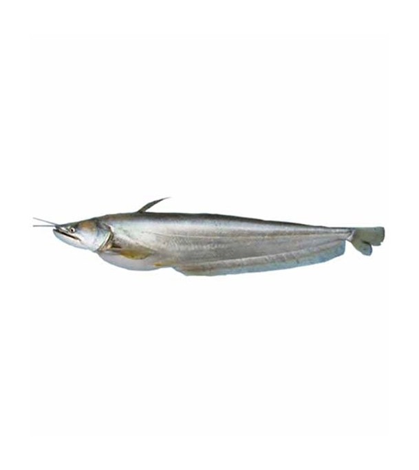 Boal Fish (বোয়াল মাছ) 0.9 kg Local (50gm±) Per Pc Before Cutting