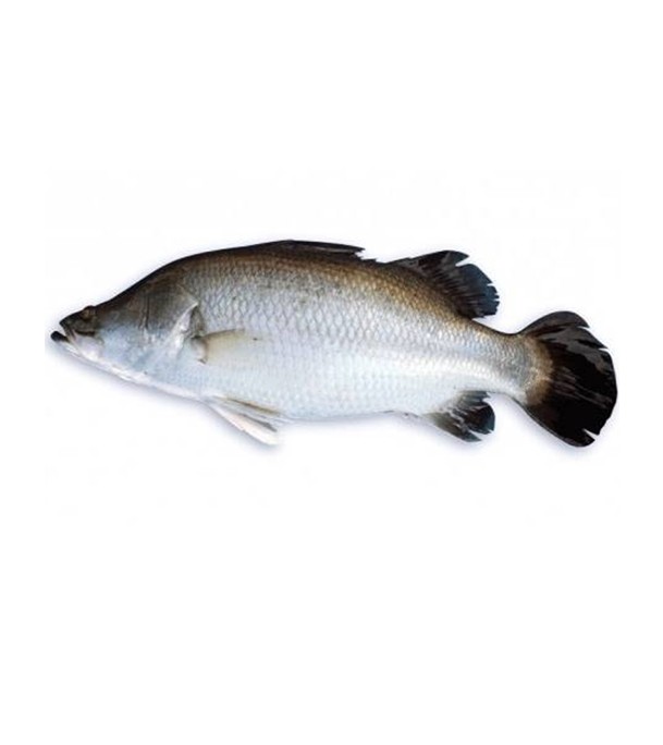 Koral Fish (কোরাল মাছ) 1.35 kg (50gm±)  Per Pc Before Cutting