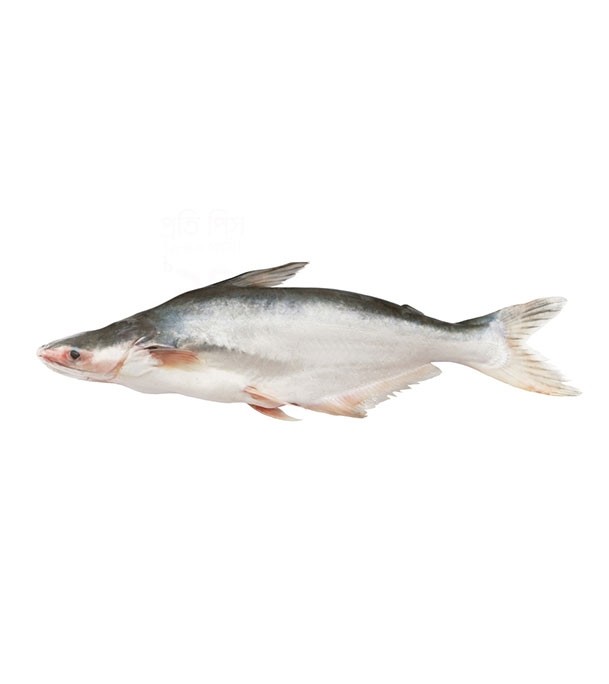 Pangasius Fish (পাঙ্গাশ মাছ ) 1.5 kg (50gm±) Per Pc Before Cutting