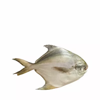 Rupchanda Fish Medium ±30 gm 500 gm