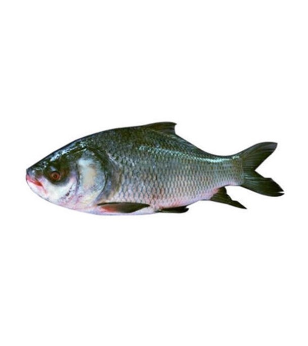 Katol Fish (কাতল মাছ) 2.3 kg (50gm±)  Per Pc Before Cutting