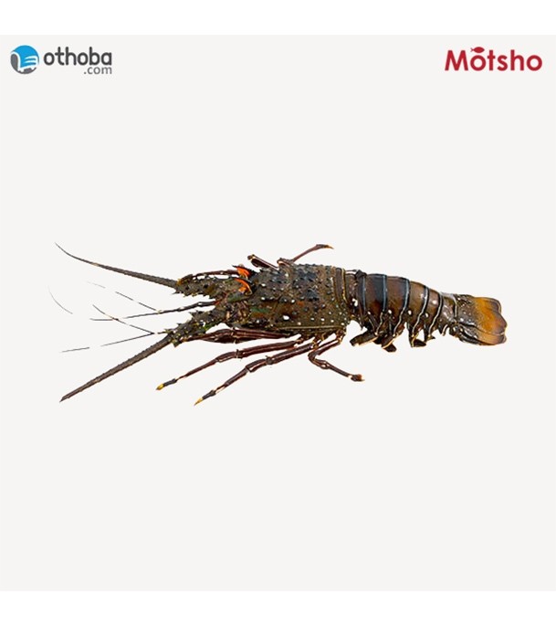 Lobster (300-400gm per pcs) 1 Kg