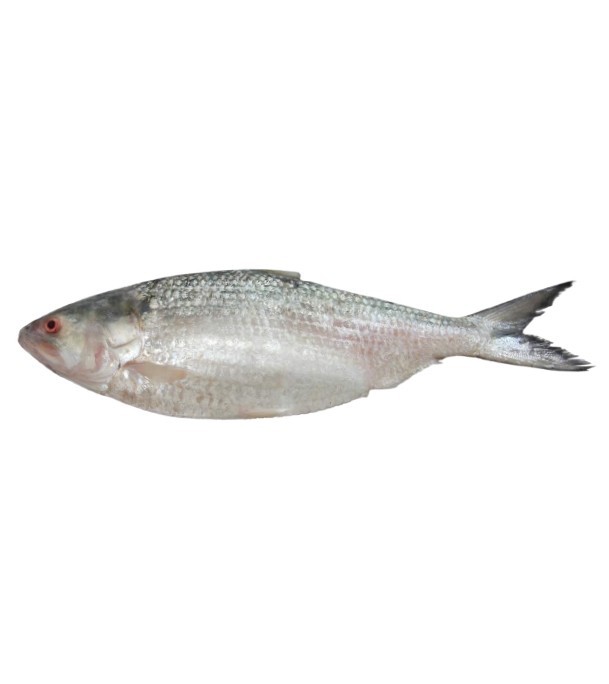 Hilsha Fish (ইলিশ) 700gm Plus