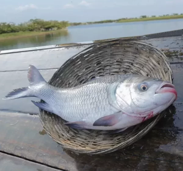 16kg+ Big River Katol Fish : 1kg ৳ 1,250.00