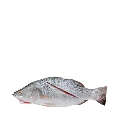 Fresh Sea Fish Seabass Koral ±25 gm (Ready to Cook) 500 gm