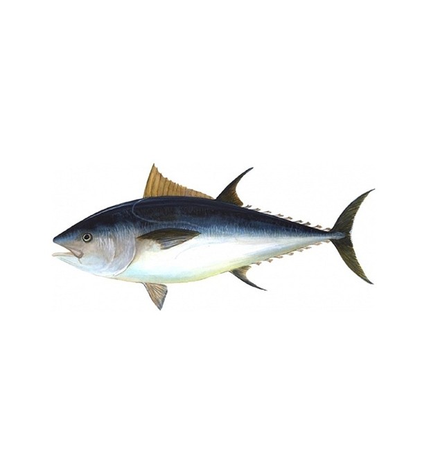Tuna Fish (টুনা মাছ) 1.6 kg (50gm±)  PerPc Before Cutting