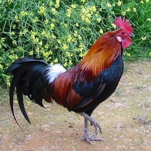 Deshi Chicken (1.5kg+) : 1pc