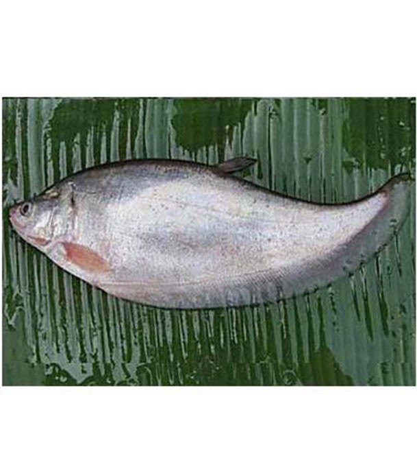 Pholy Fish 1 kg (ফলি মাছ)
