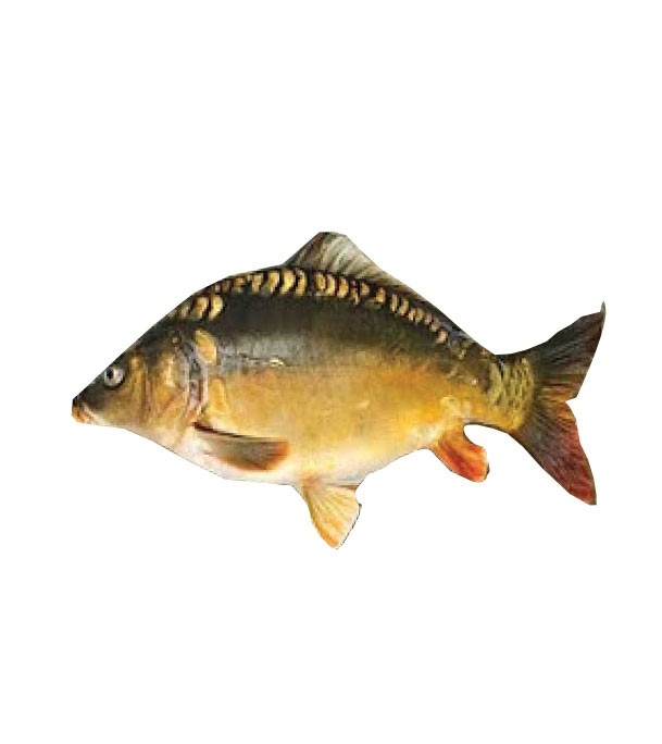Karfu Fish (কারফু মাছ) 1.5 kg (50gm±) Per Pc Before Cutting