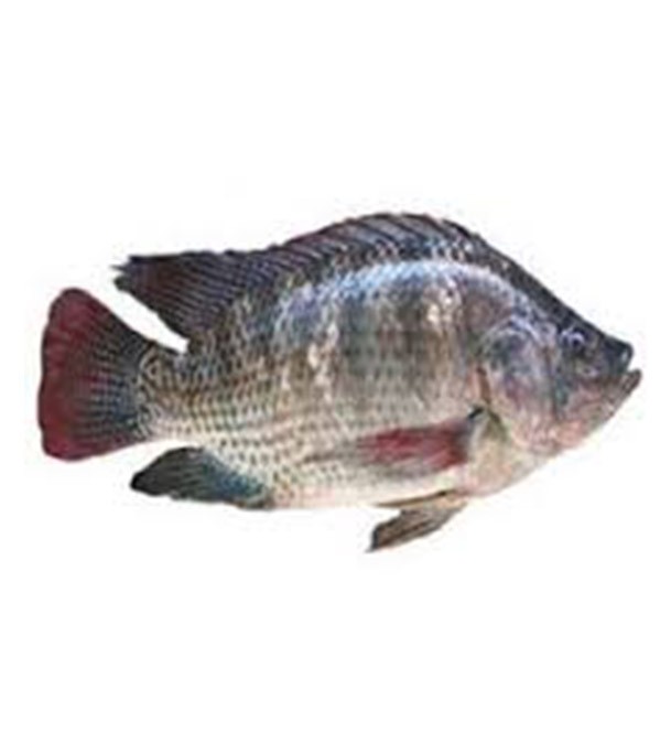 Telapia Fish (তেলাপিয়া মাছ) Medium 1kg