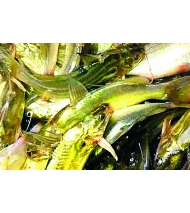 Tangra Fish (টেংরা মাছ) 1kg