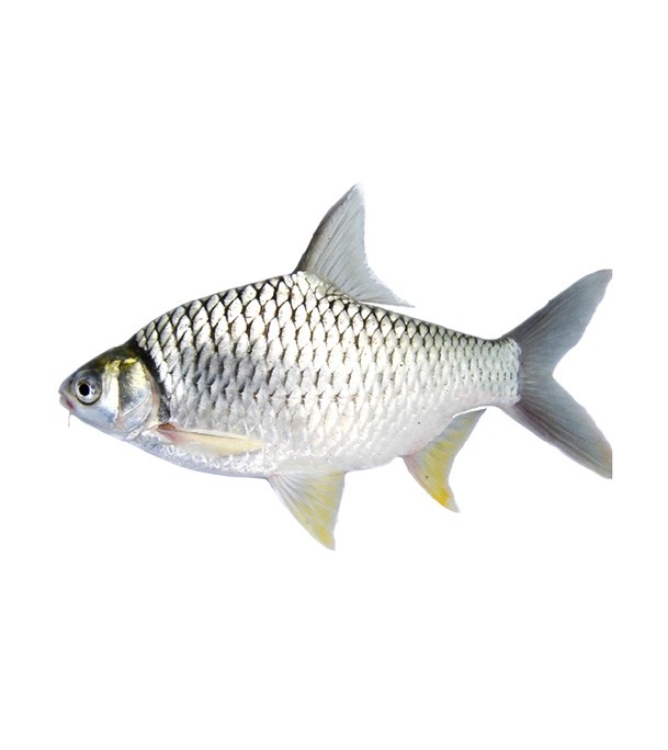 Shorputi Fish 3-5 pcs/kg China (সরপুঁটি মাছ)