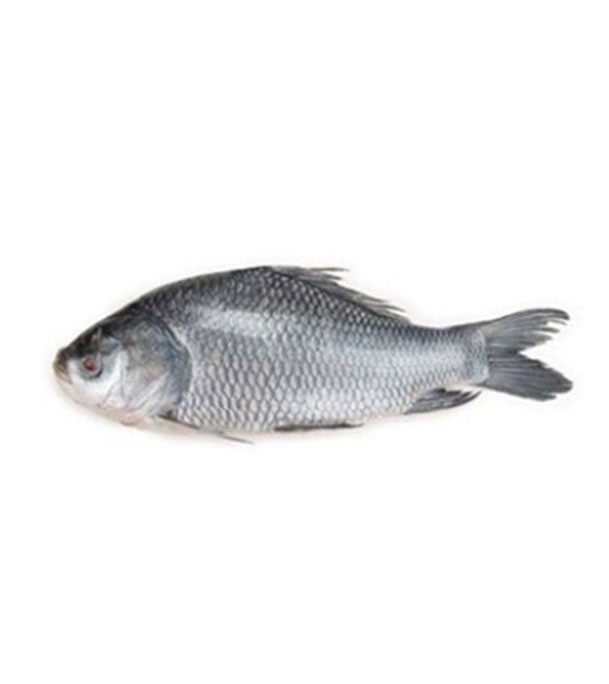 Katol Fish (কাতল মাছ) 1.7 kg (50gm±)  Per Pc Before Cutting